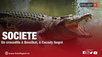Un crocodile dans le quotidien des habitants de Bessikoi, à Abidjan Cocody Angré.