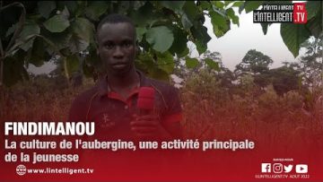 Findimanou : la culture de laubergine, une activité principale de la jeunesse